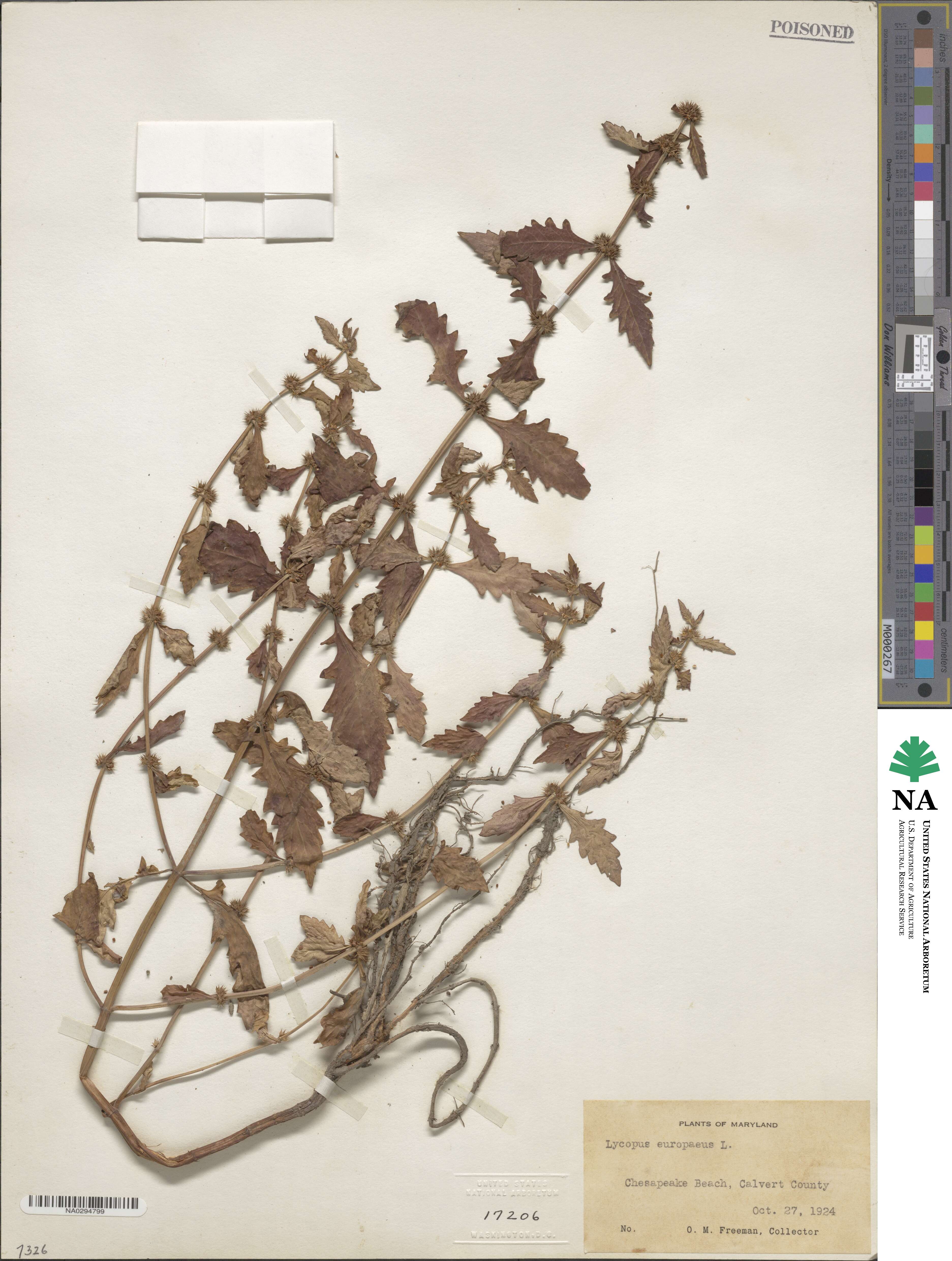 Lycopus europaeus image