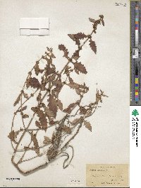 Lycopus europaeus image