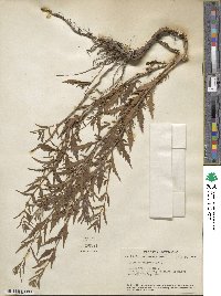 Lycopus europaeus image