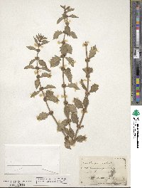 Lycopus europaeus image