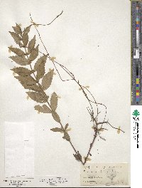 Lycopus europaeus image