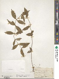 Lycopus europaeus image