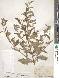 Lycopus europaeus image