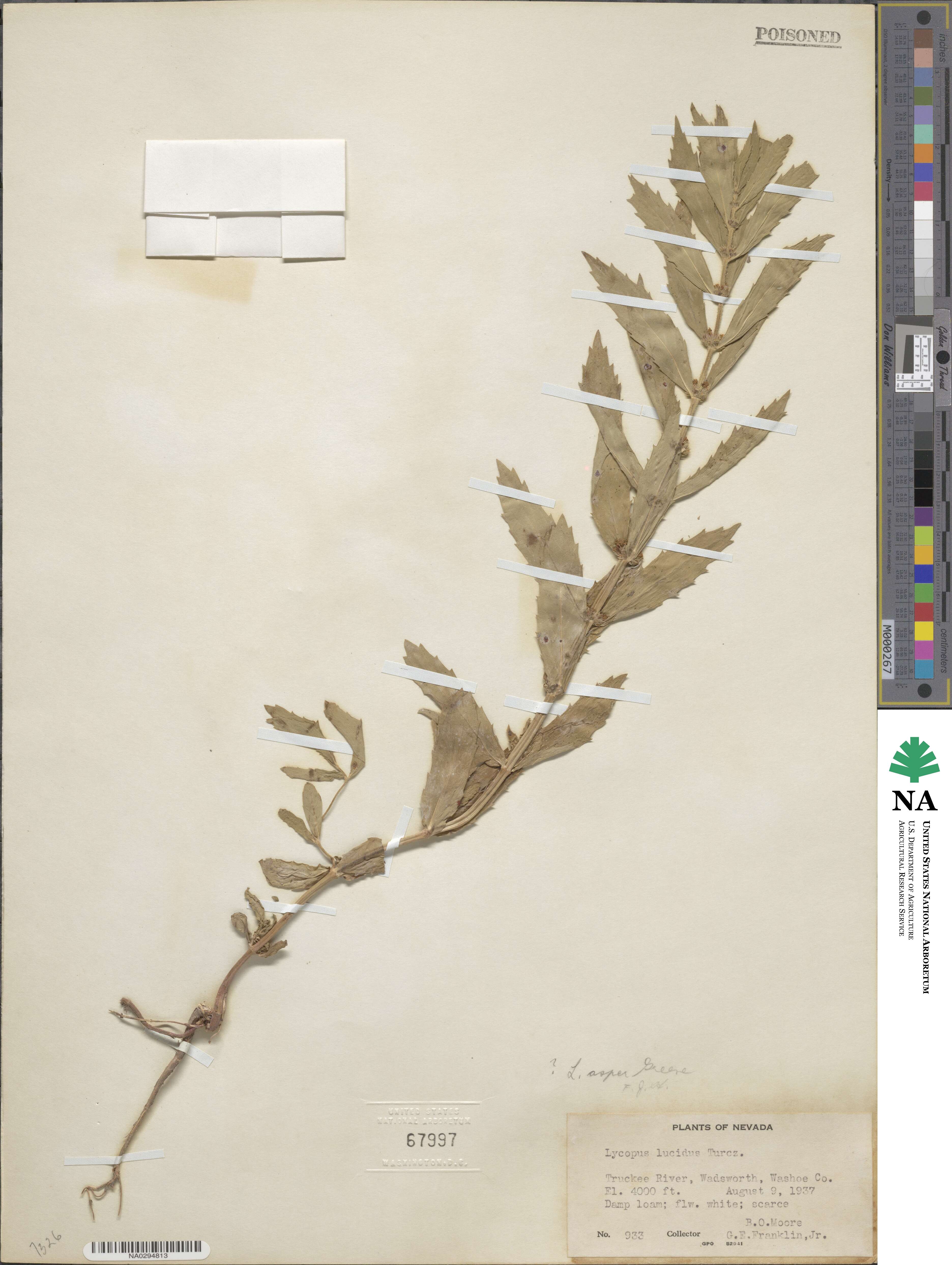 Lycopus asper image