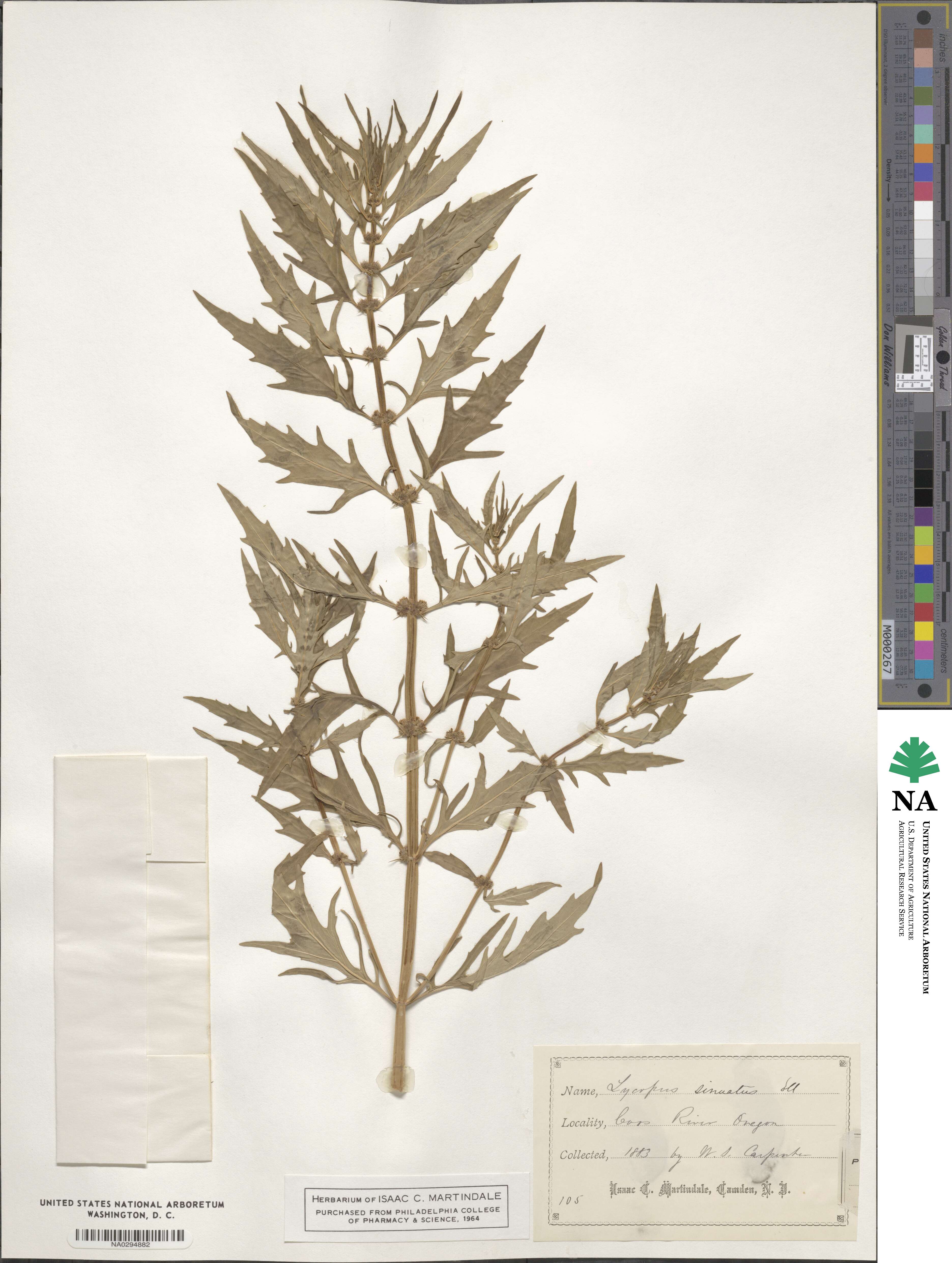 Lycopus americanus image