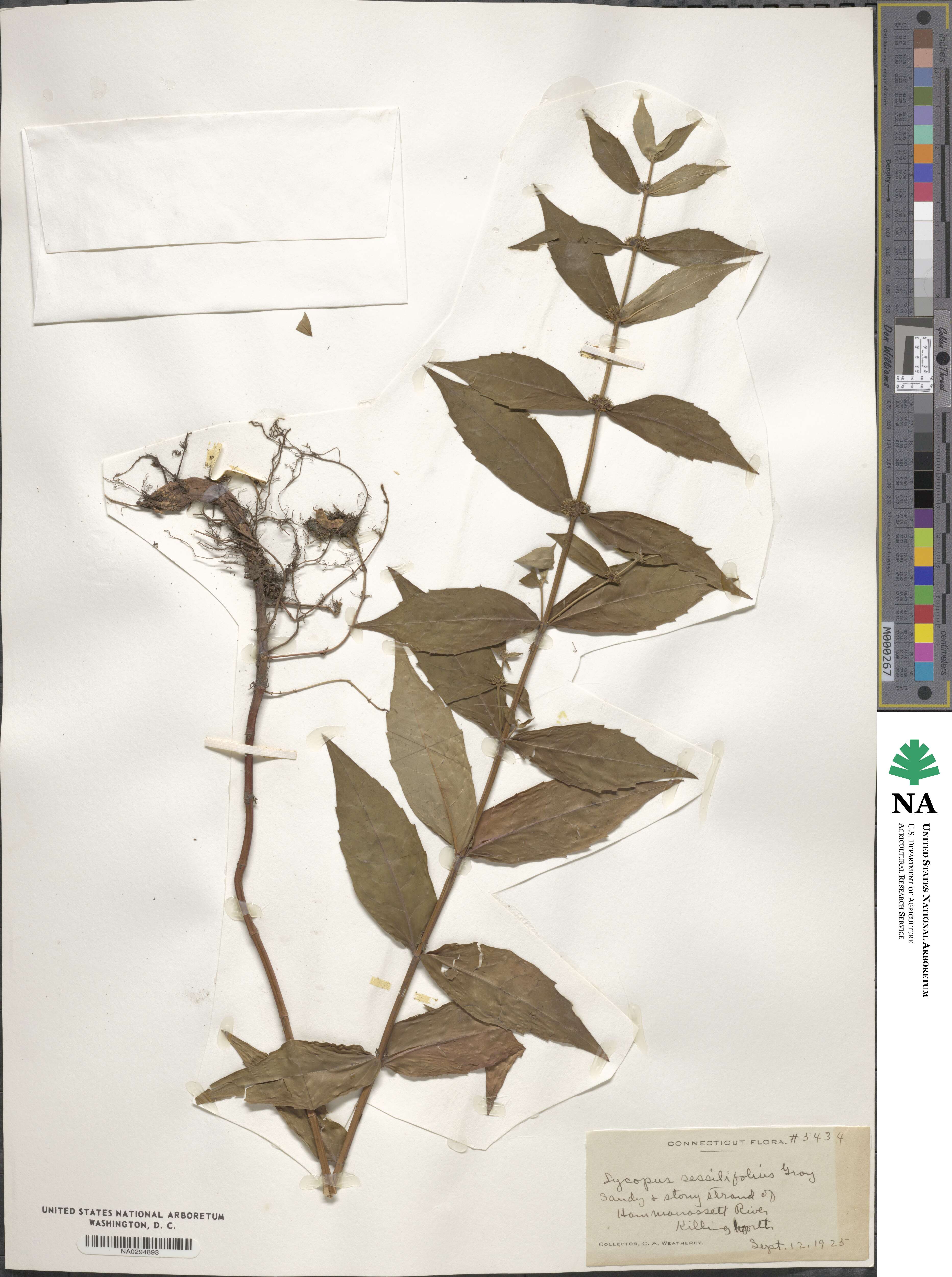 Lycopus amplectens image