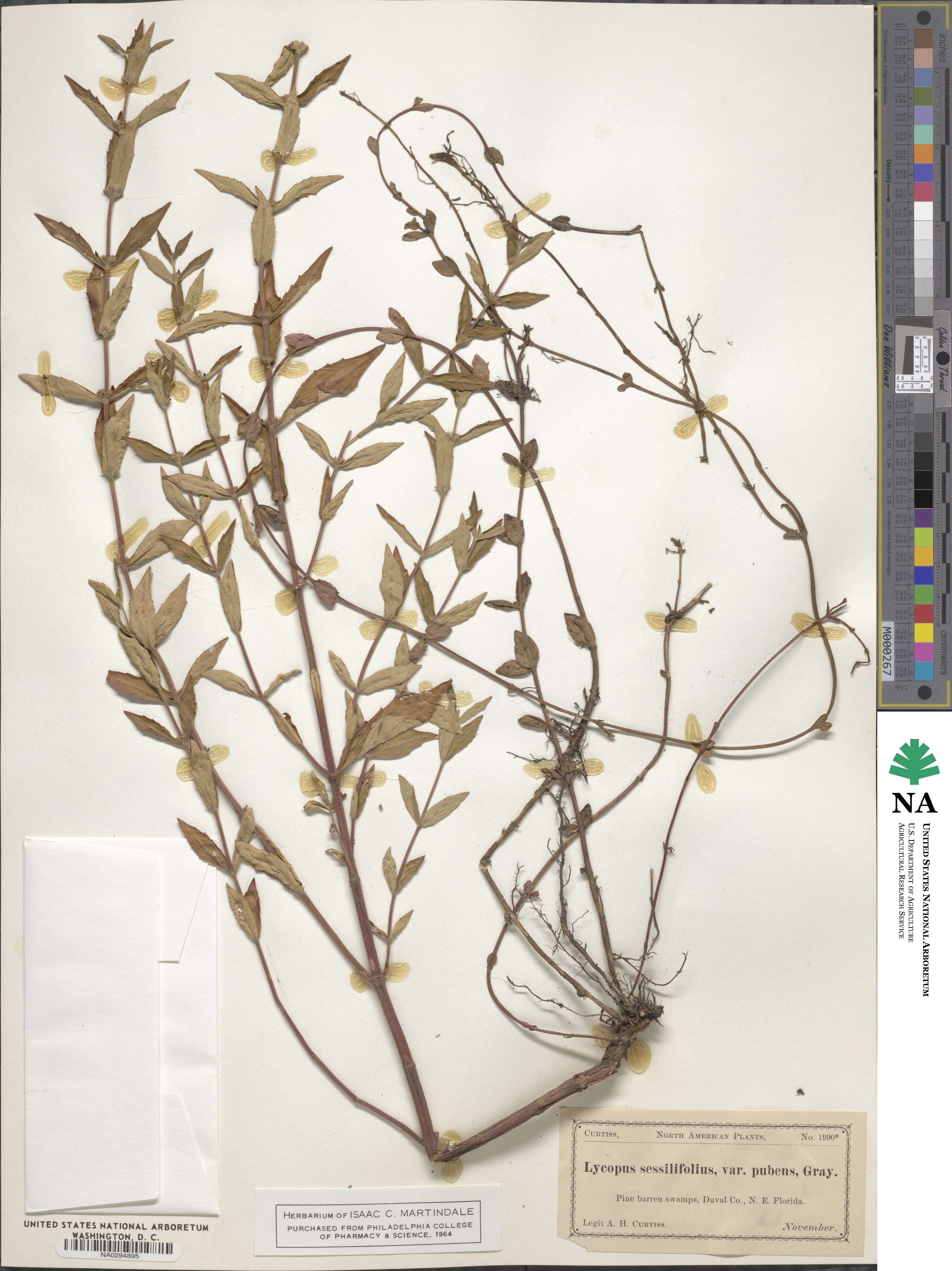 Lycopus amplectens image