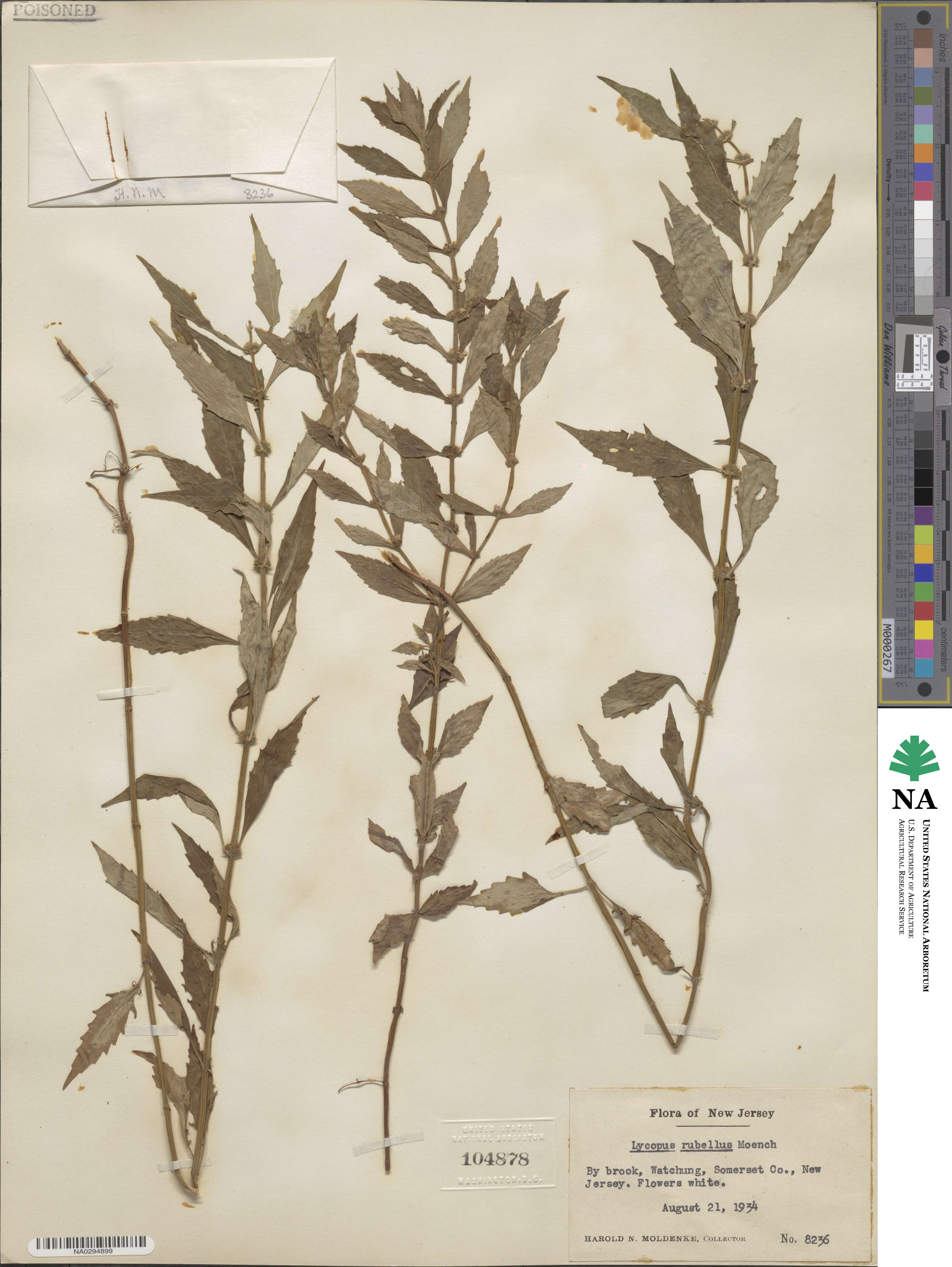 Lycopus rubellus image