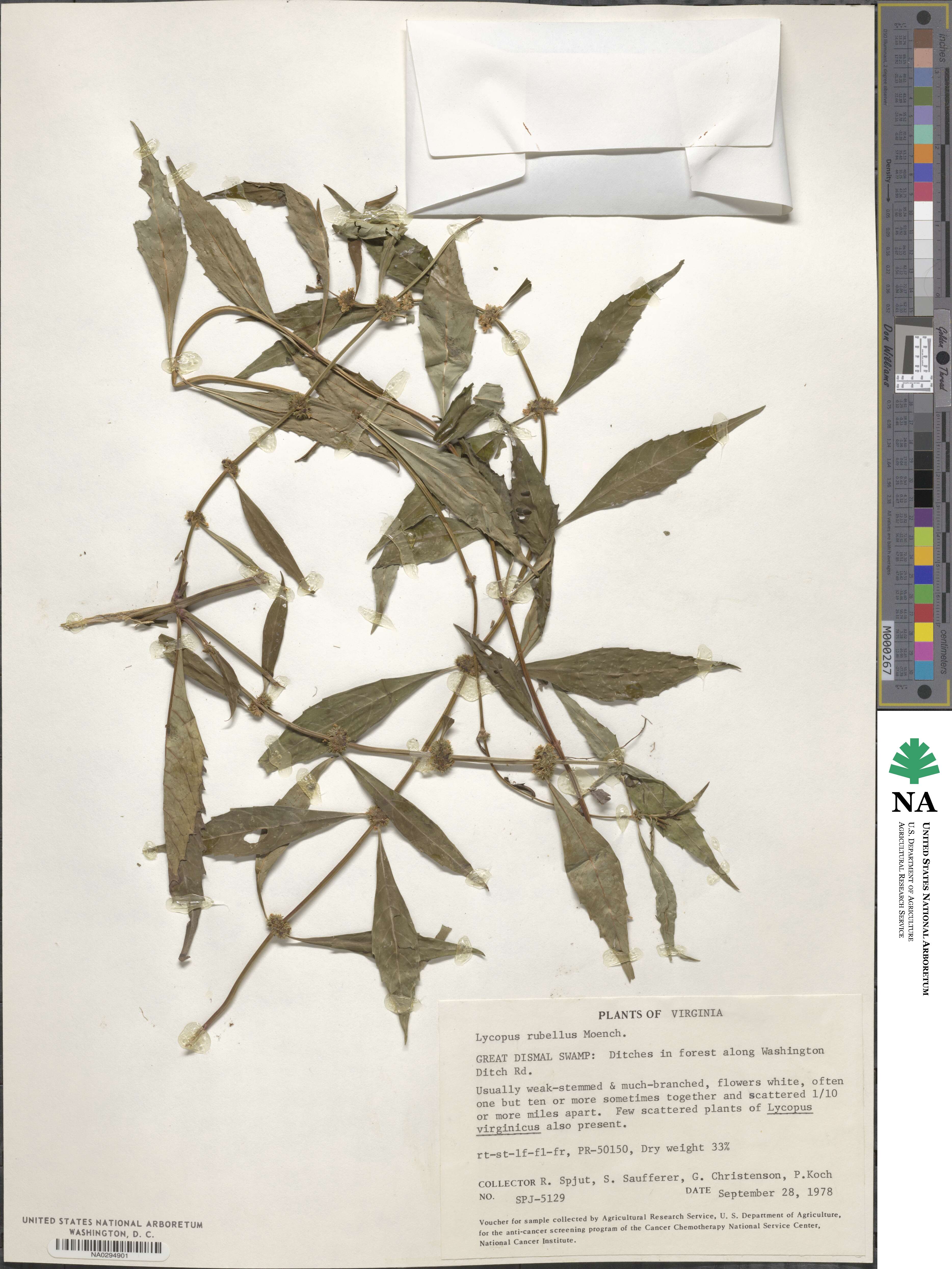 Lycopus rubellus image