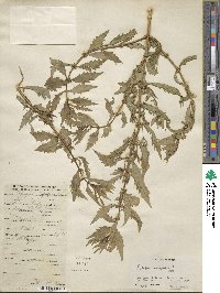 Lycopus europaeus image