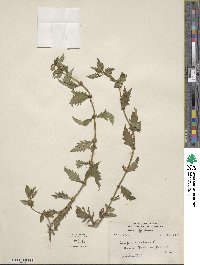 Lycopus europaeus image