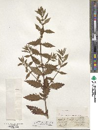 Lycopus europaeus image