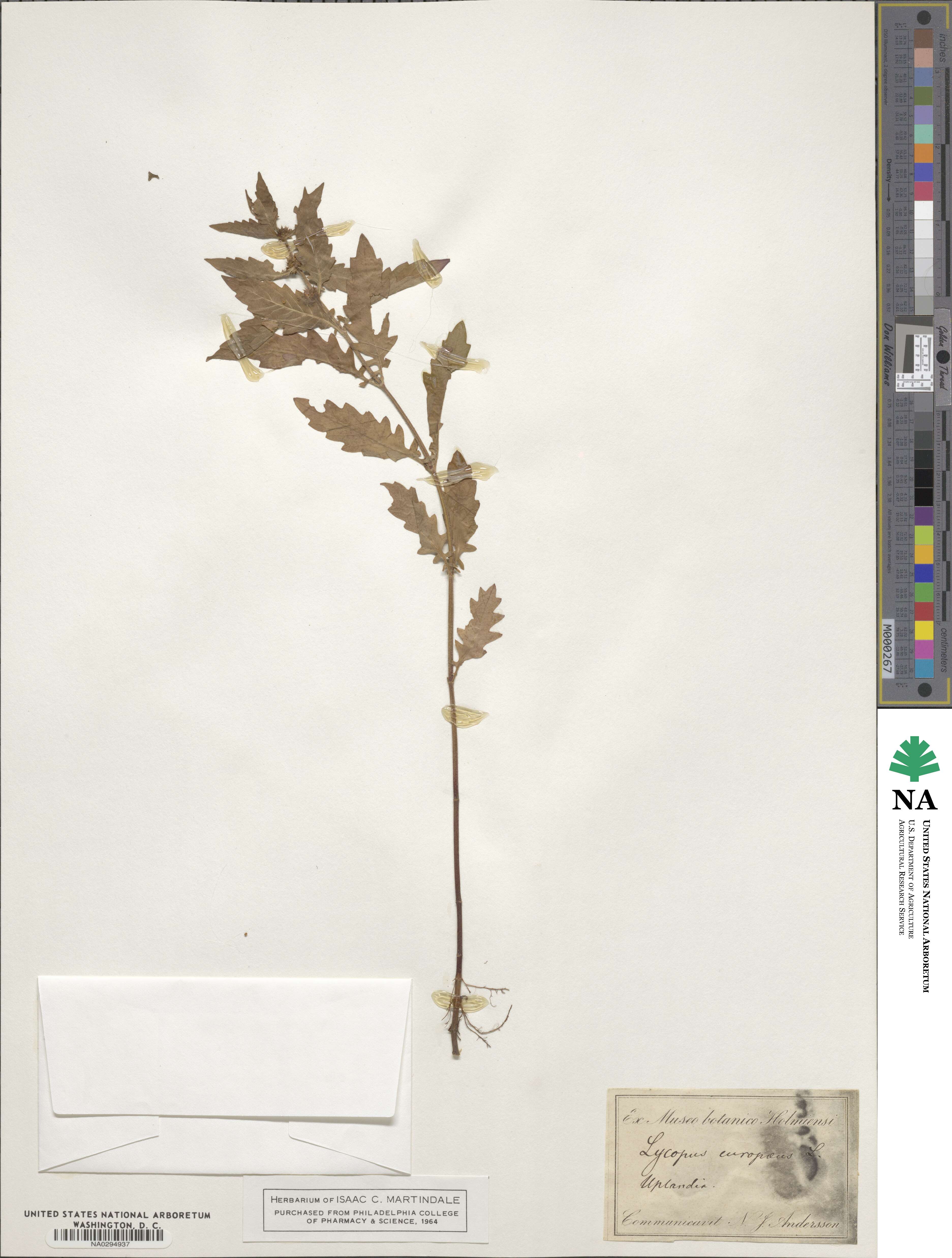 Lycopus europaeus image