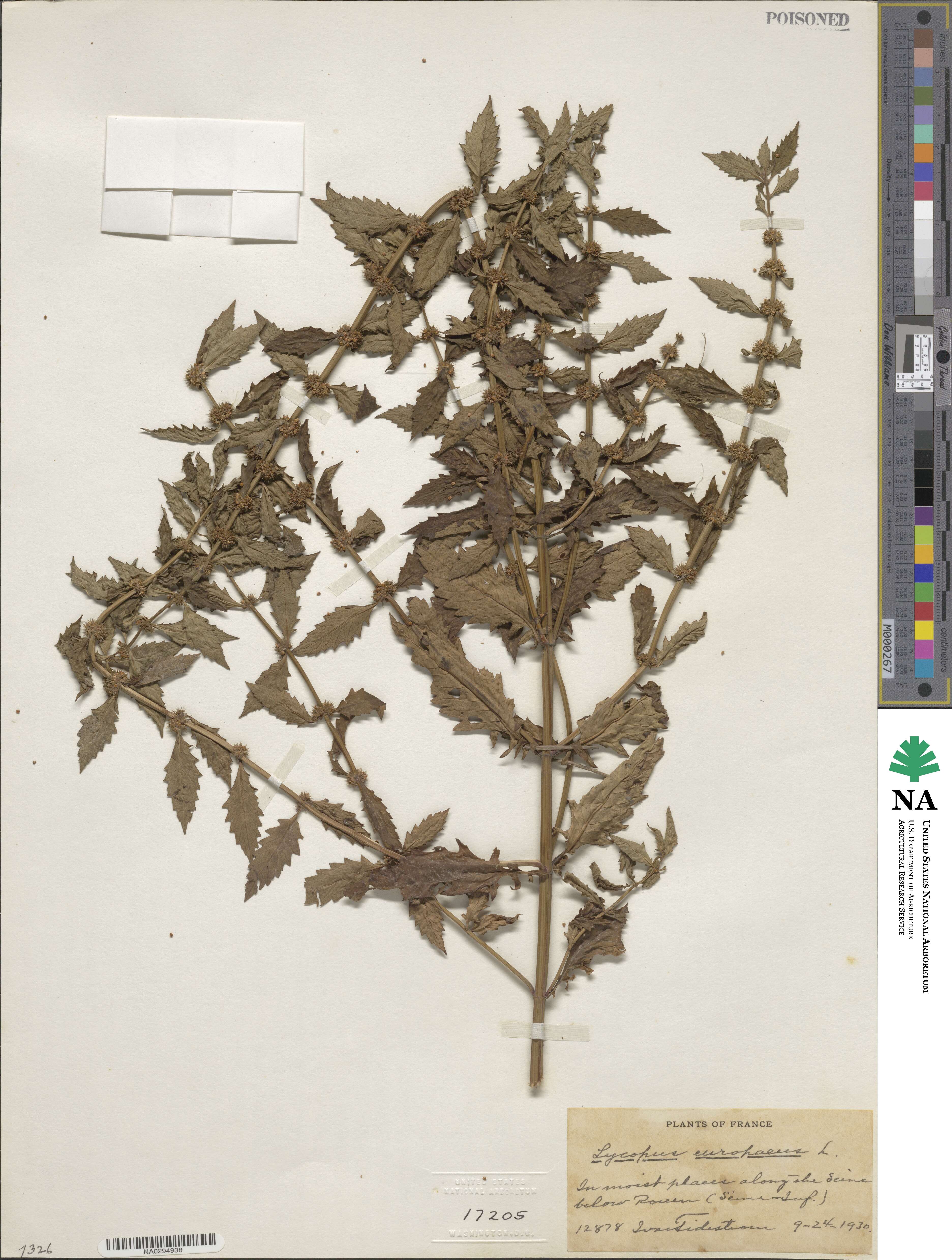 Lycopus europaeus image