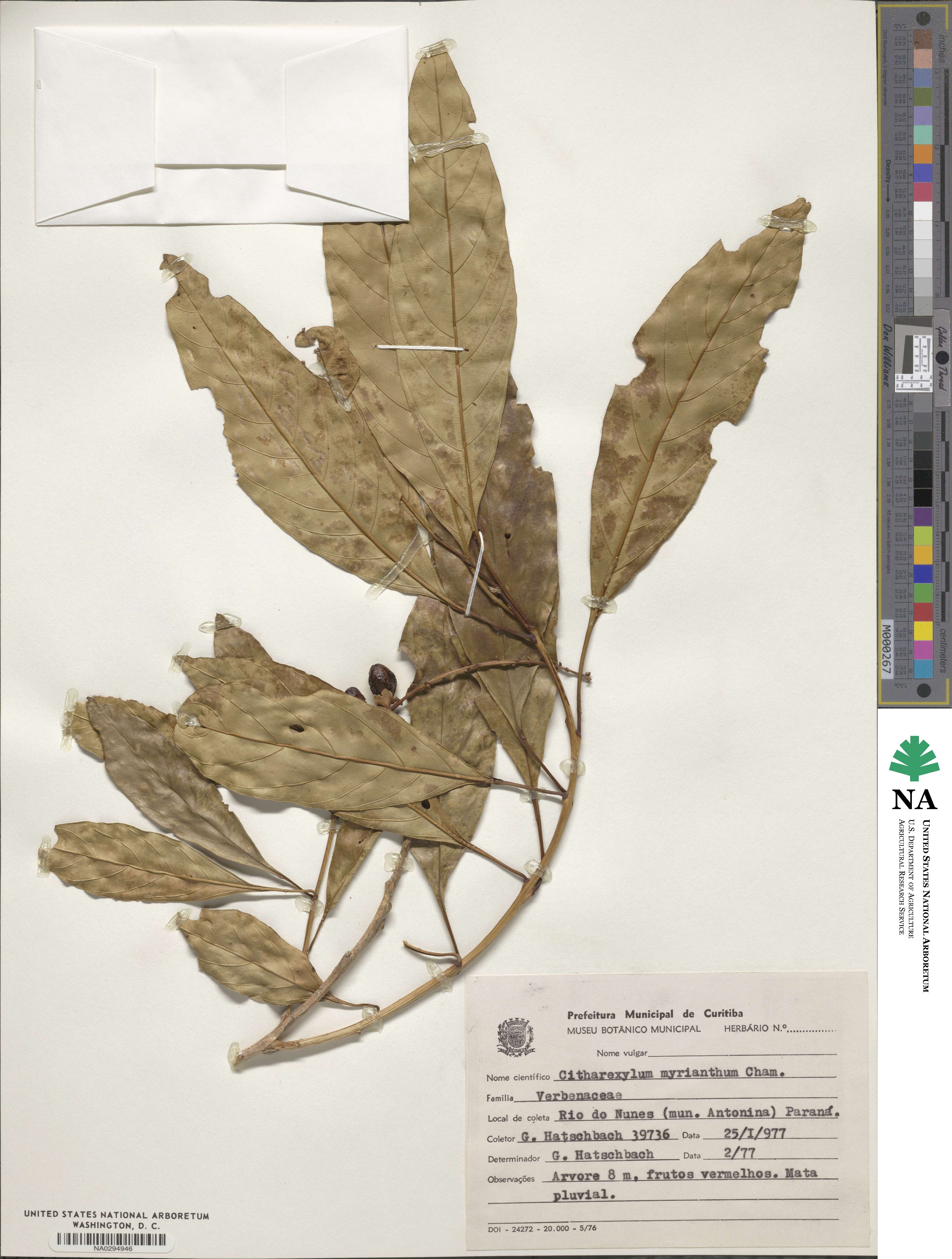 Citharexylum myrianthum image