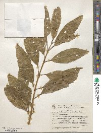 Citharexylum myrianthum image