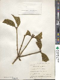 Phoradendron piperoides image