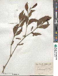 Phoradendron piperoides image