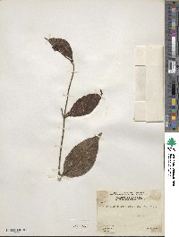 Phoradendron piperoides image