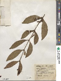 Phoradendron piperoides image