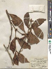 Phoradendron piperoides image