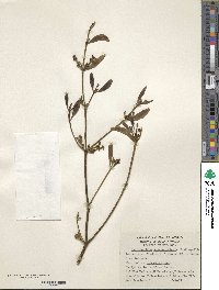 Phoradendron quadrangulare image