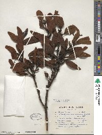 Phoradendron reichenbachianum image