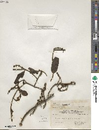 Phoradendron quadrangulare image