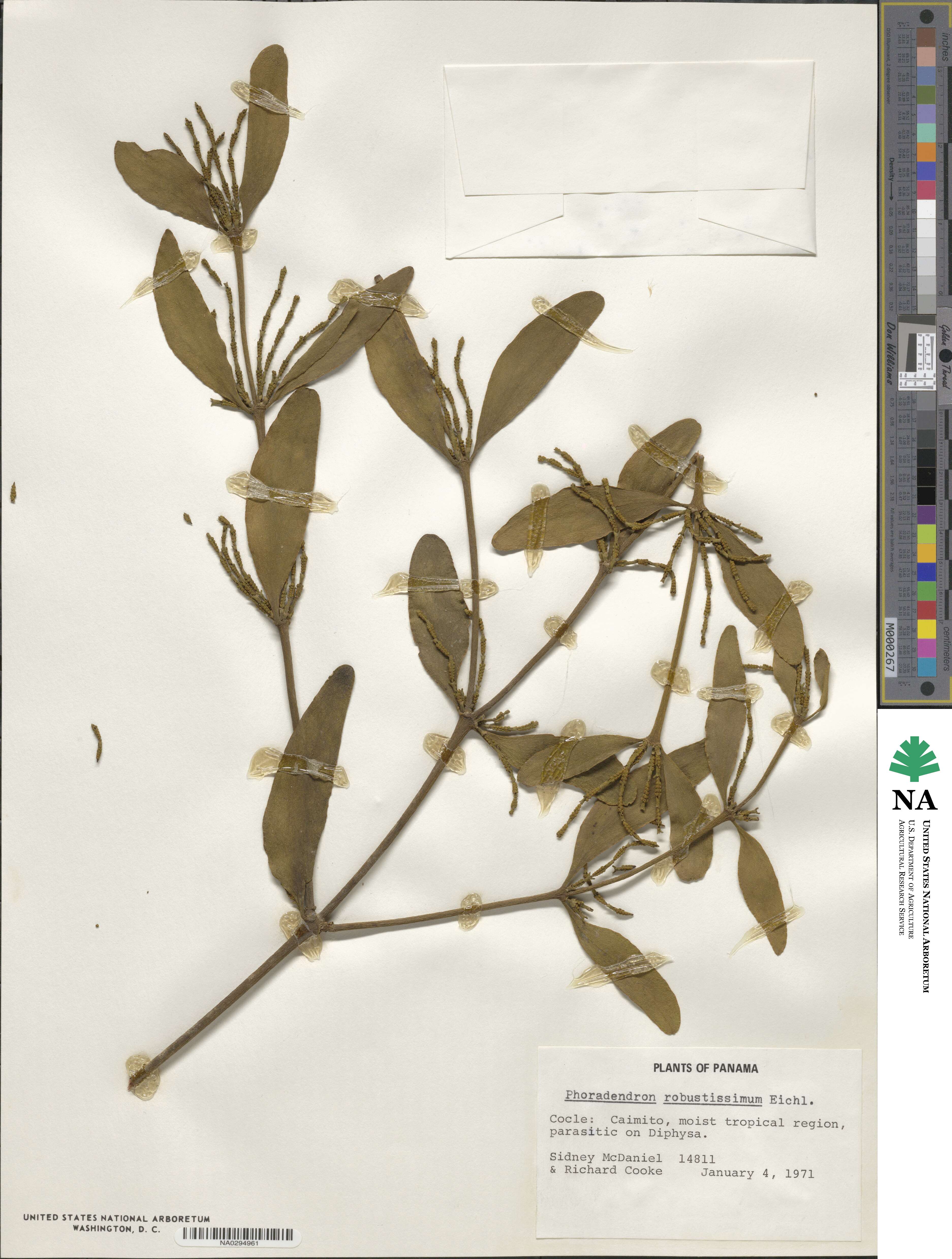 Phoradendron robustissimum image