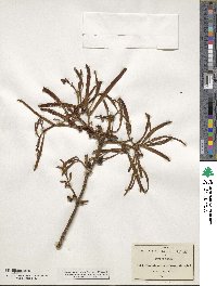 Phoradendron rubrum image