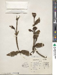 Phoradendron quadrangulare image