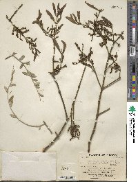 Phoradendron quadrangulare image