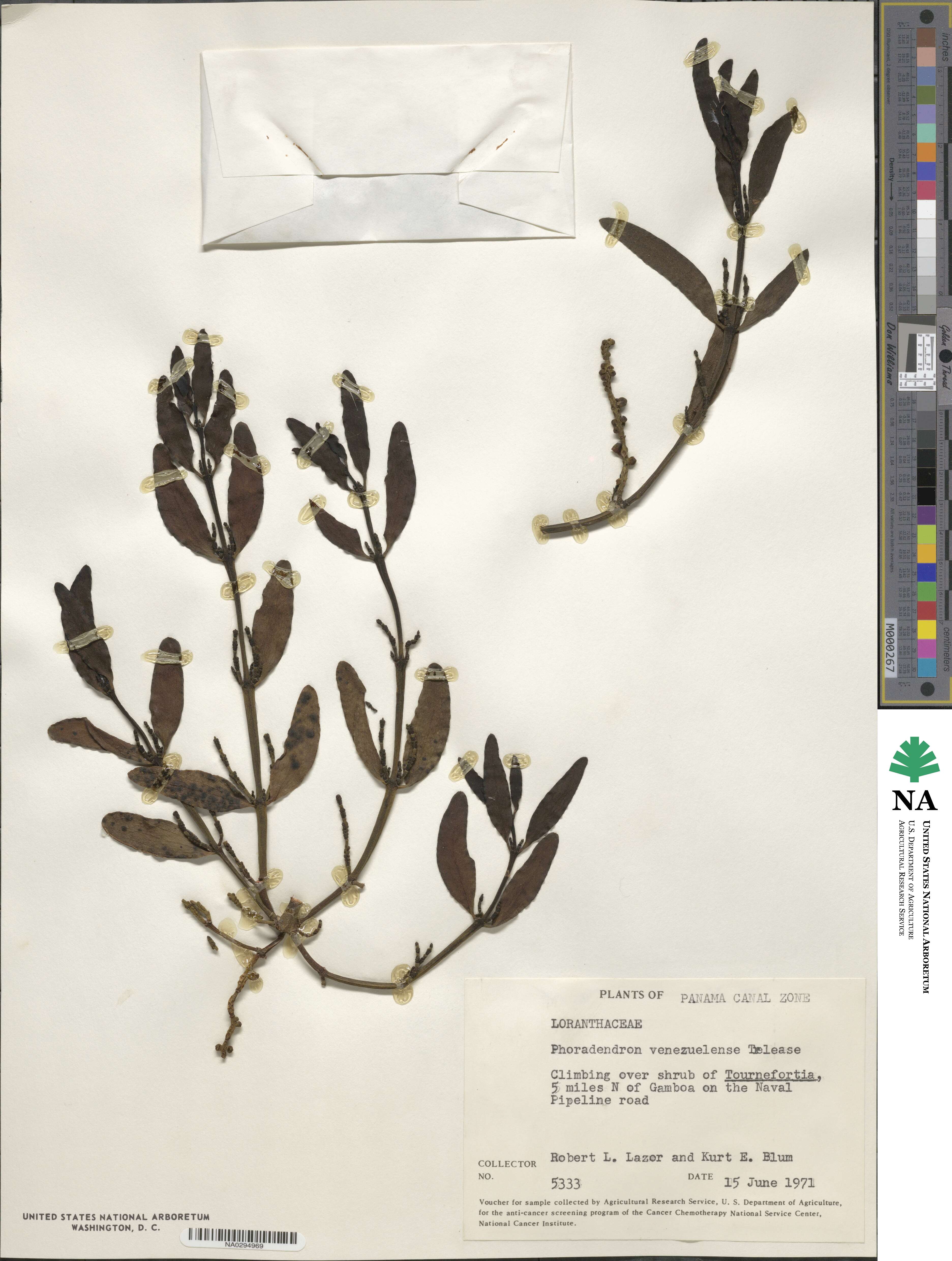 Phoradendron quadrangulare image