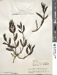 Phoradendron quadrangulare image