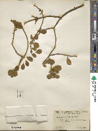 Phoradendron leucocarpum subsp. tomentosum image