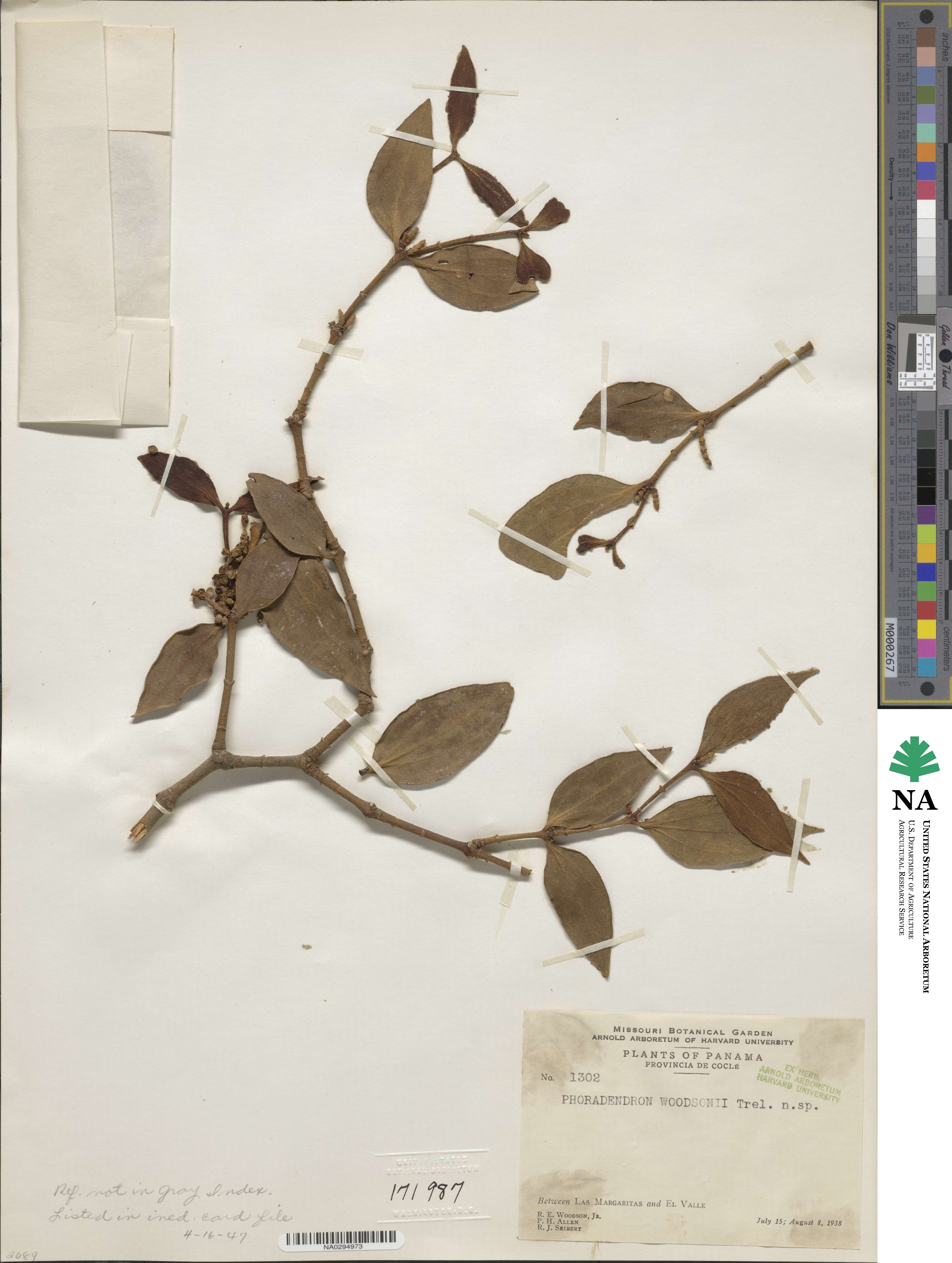 Phoradendron woodsonii image