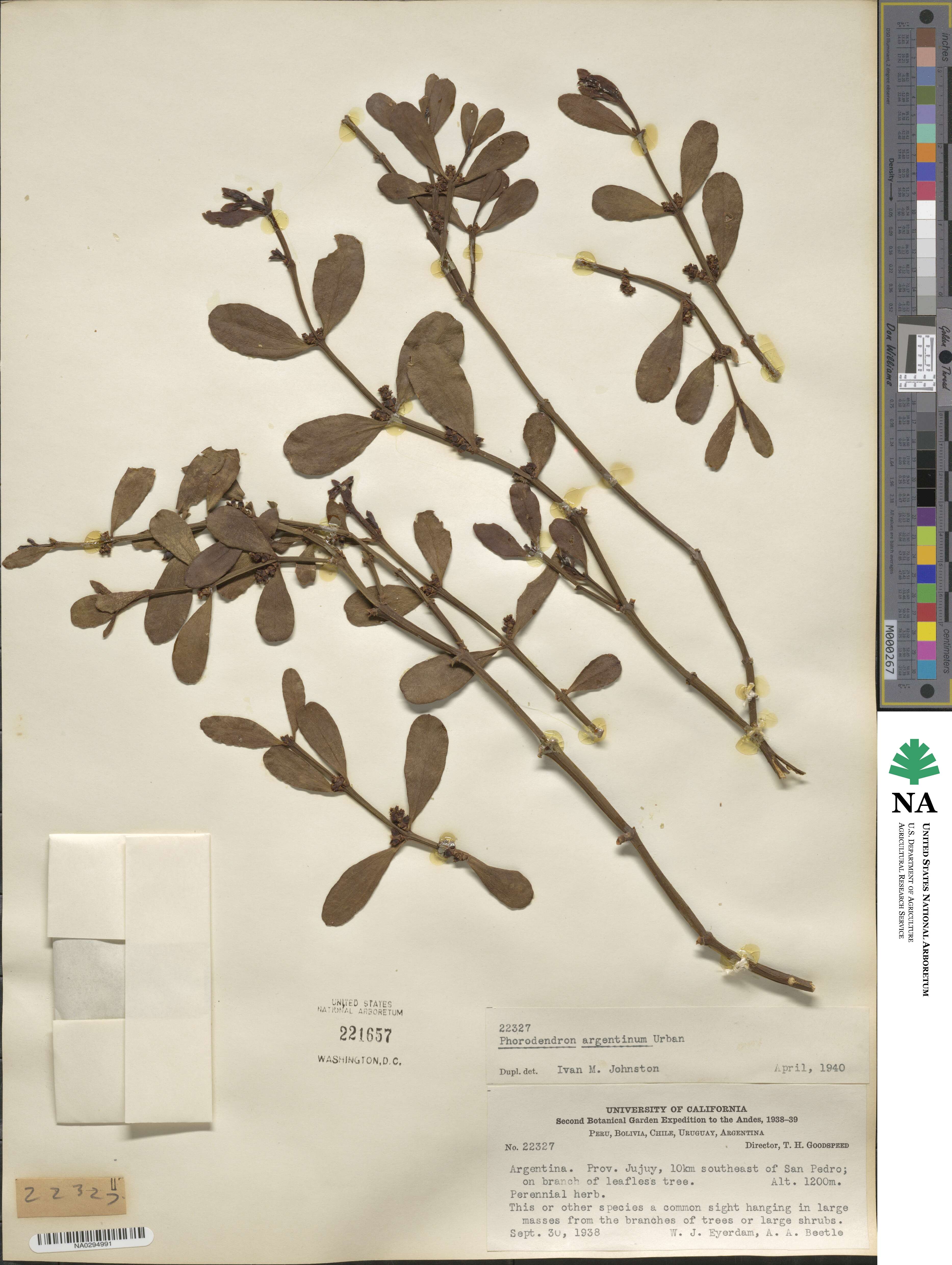 Phoradendron argentinum image