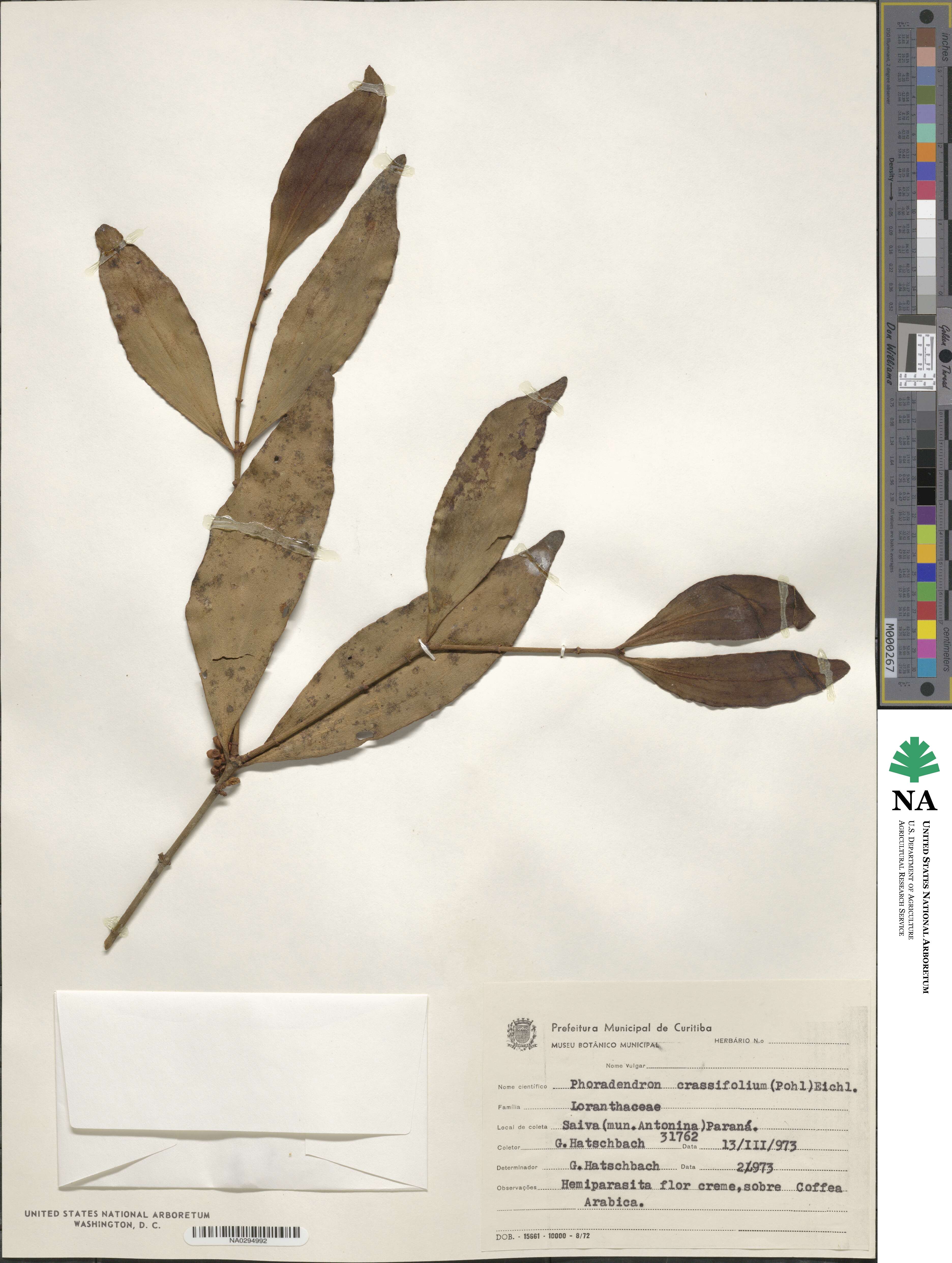 Phoradendron crassifolium image