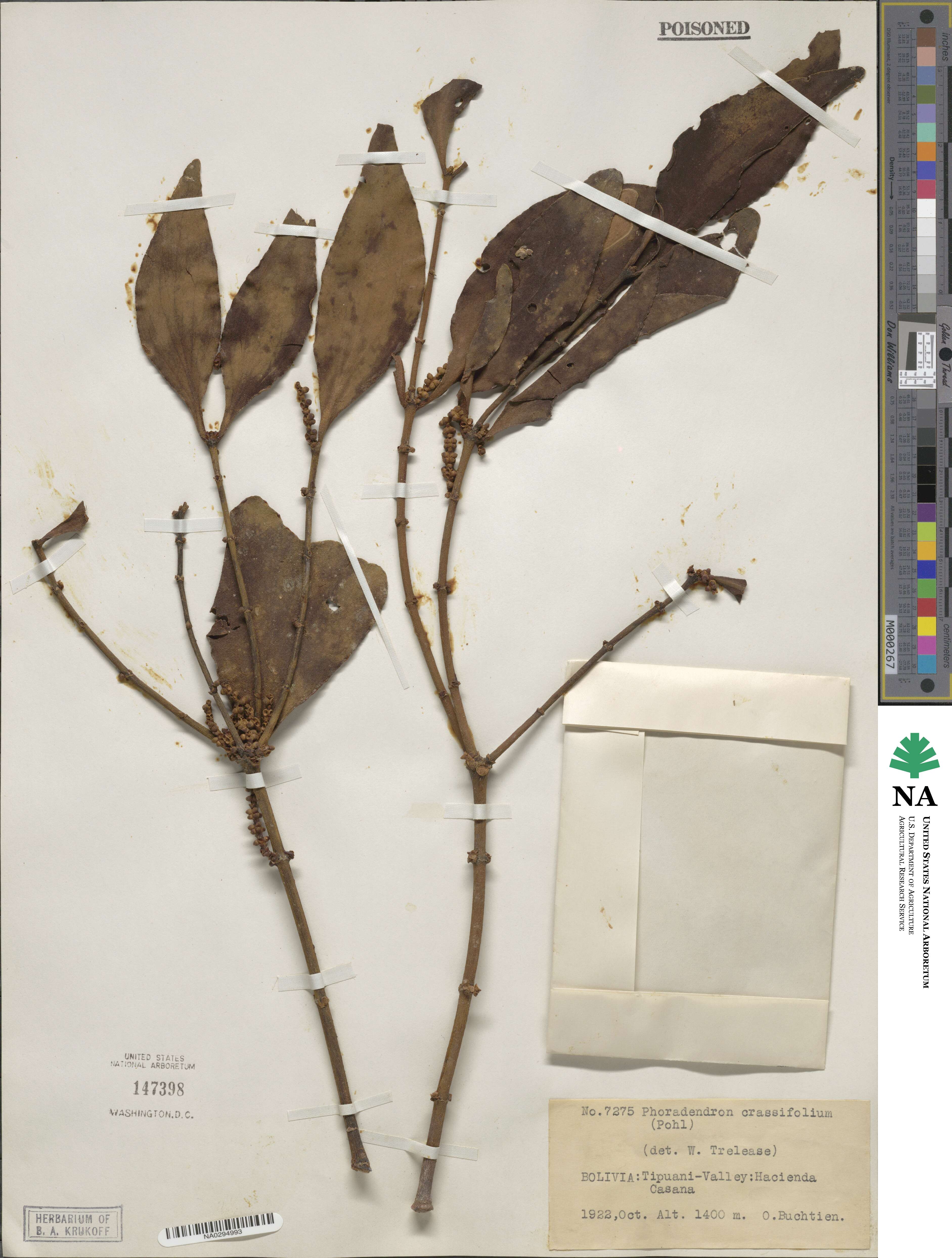 Phoradendron crassifolium image
