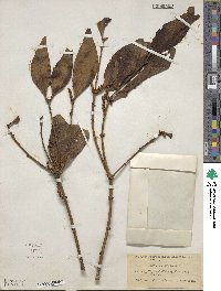 Phoradendron crassifolium image