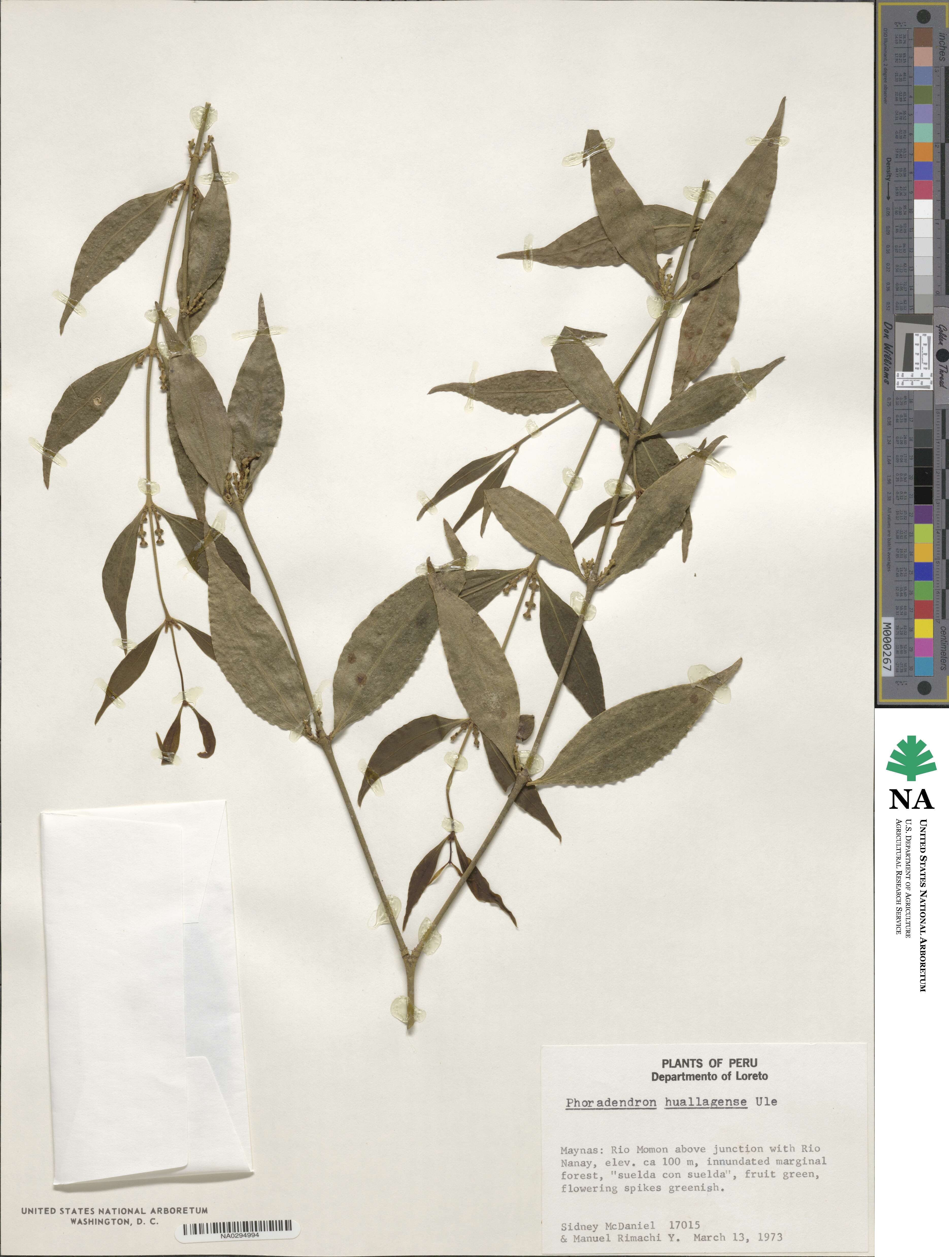 Phoradendron laxiflorum image