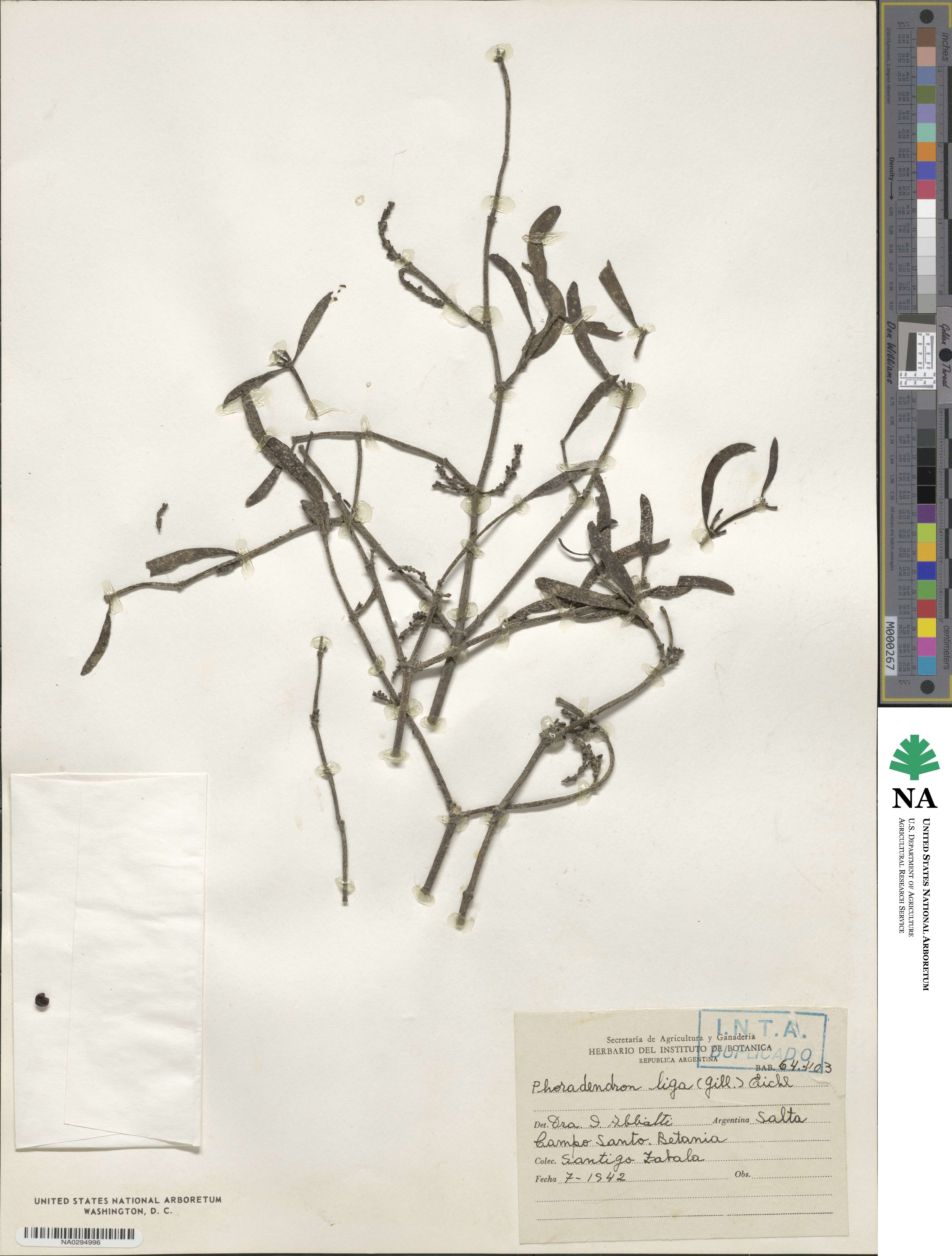 Phoradendron liga image