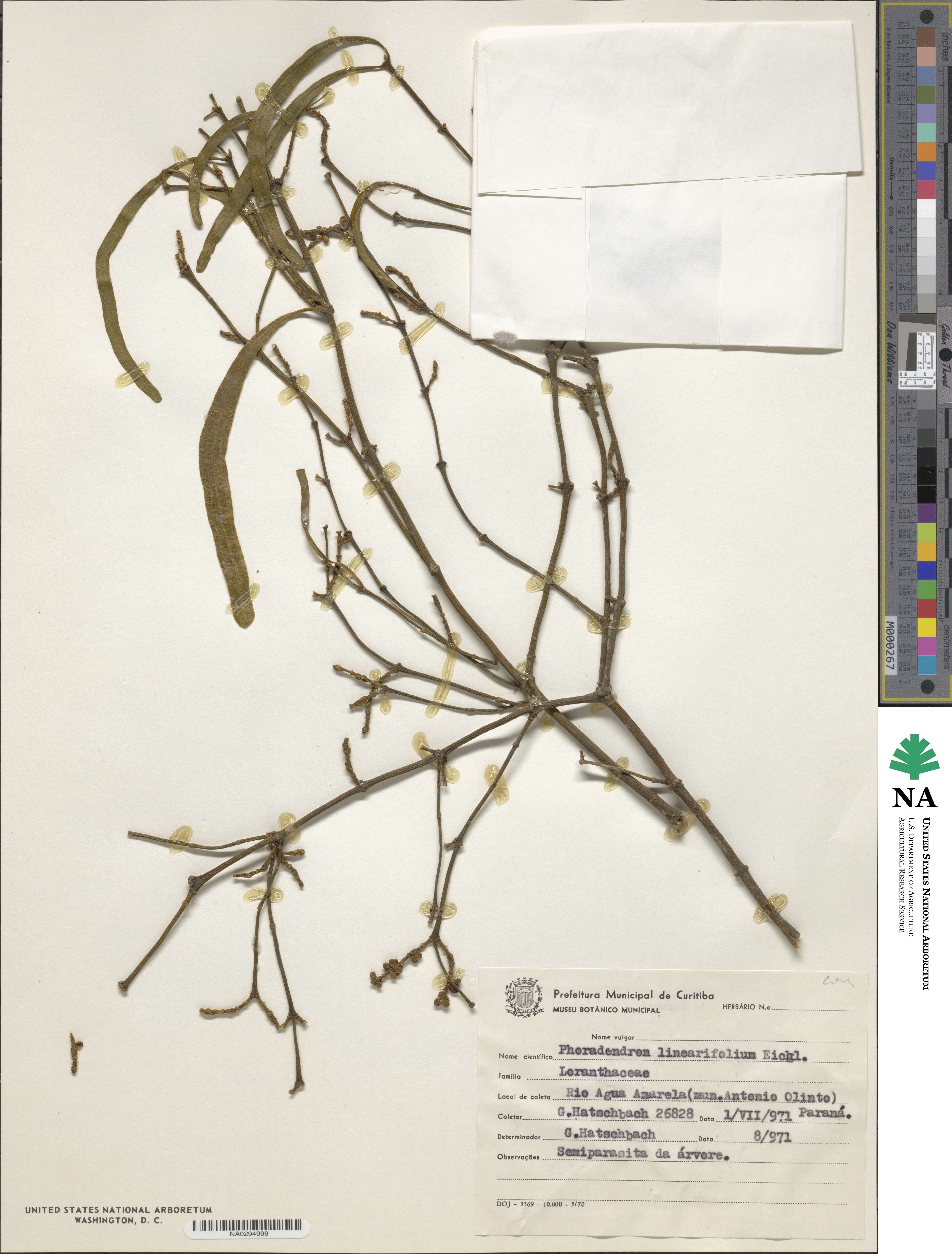 Phoradendron linearifolium image