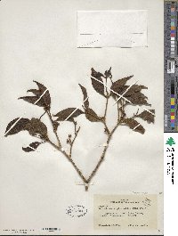 Phoradendron piperoides image