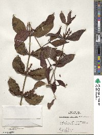 Phoradendron piperoides image