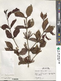 Phoradendron piperoides image