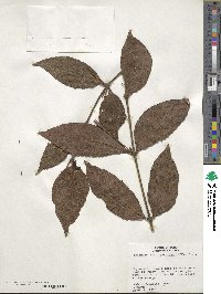 Phoradendron piperoides image