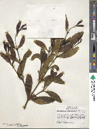 Phoradendron quadrangulare image