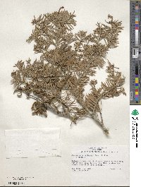 Phoradendron bolleanum image