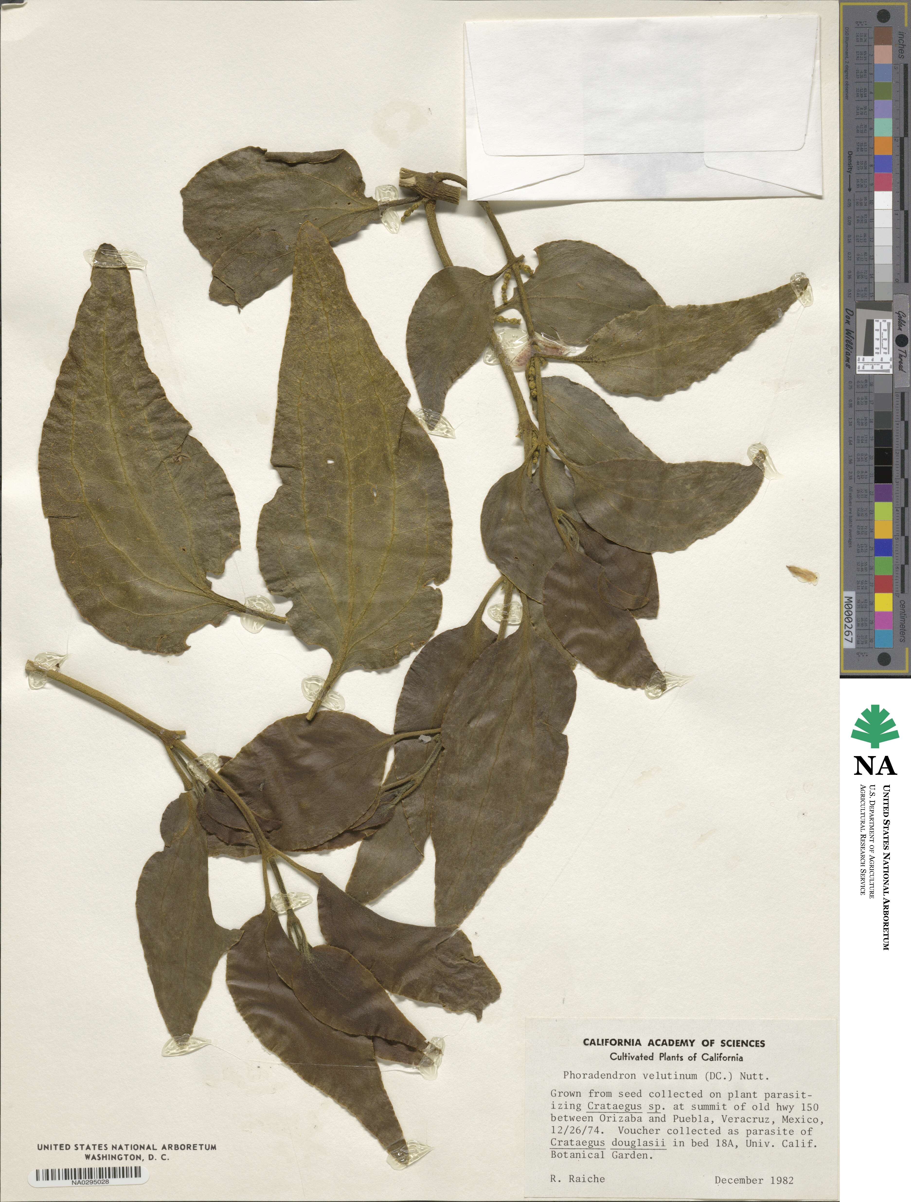 Phoradendron velutinum image
